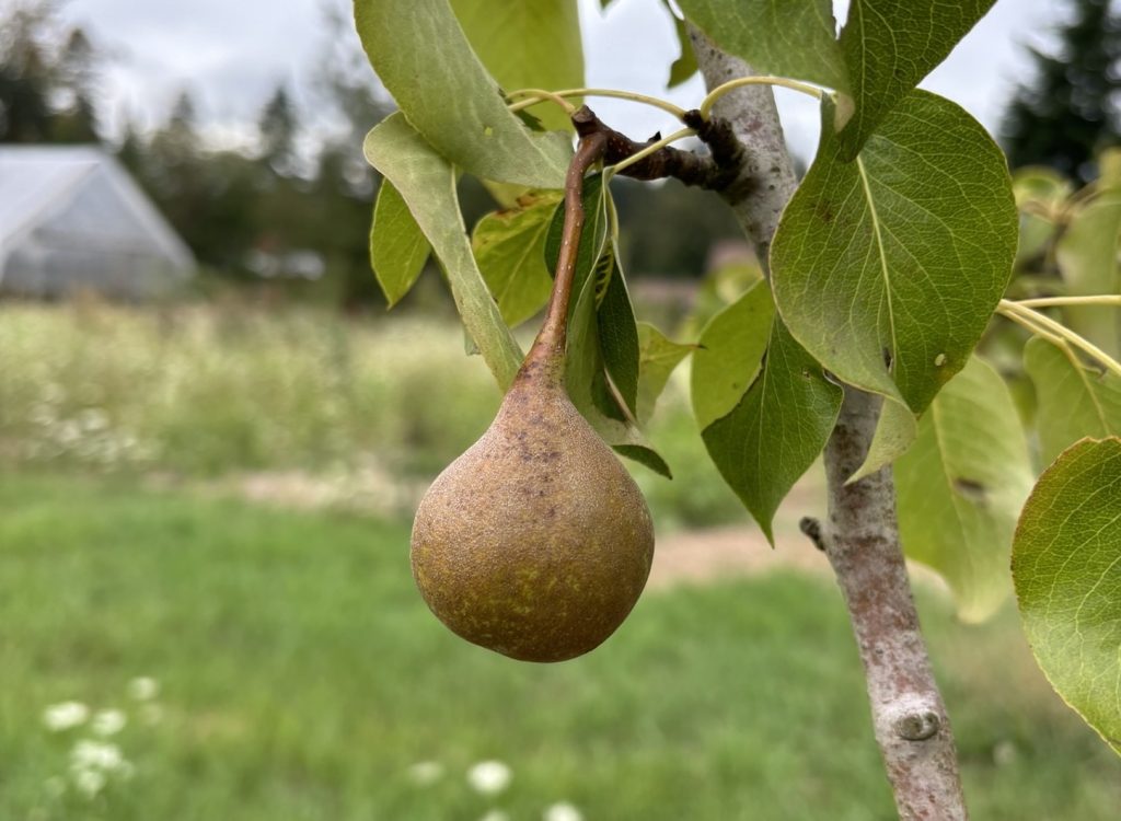 Pear trees in orchard