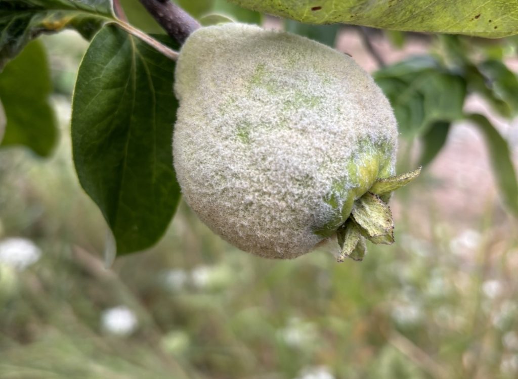 Quince trees in orchard