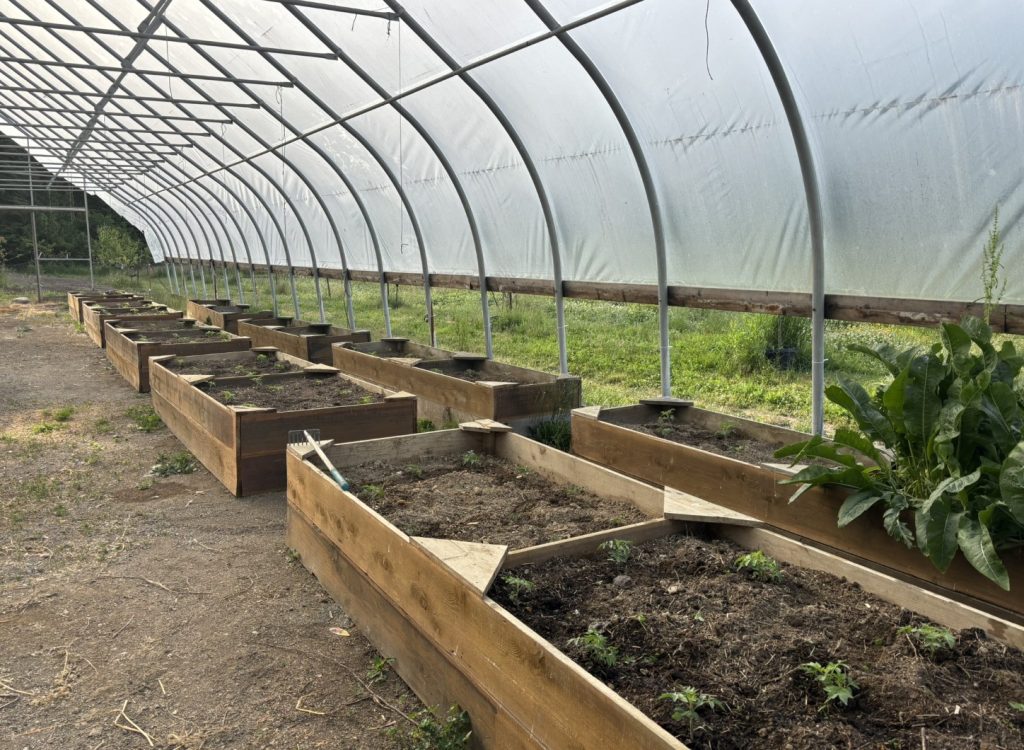 Raised beds in large Greenhouse