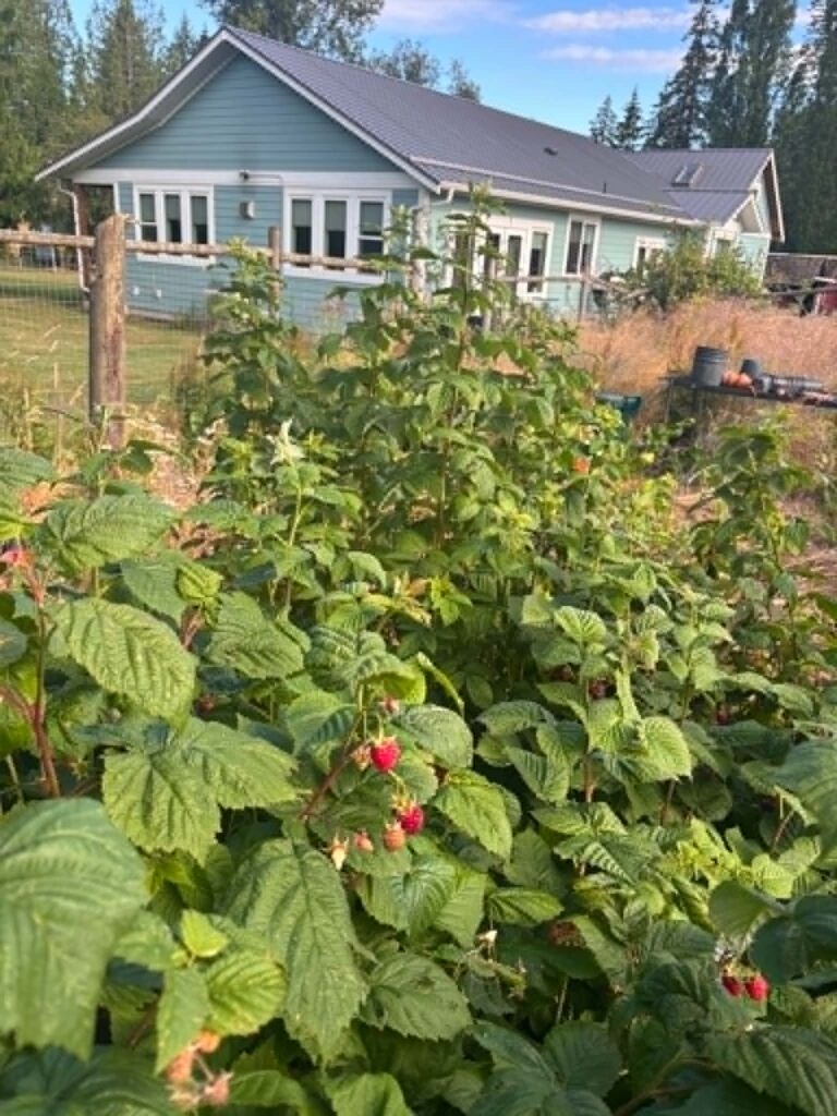 South Side of House. from overgrown fenced garden